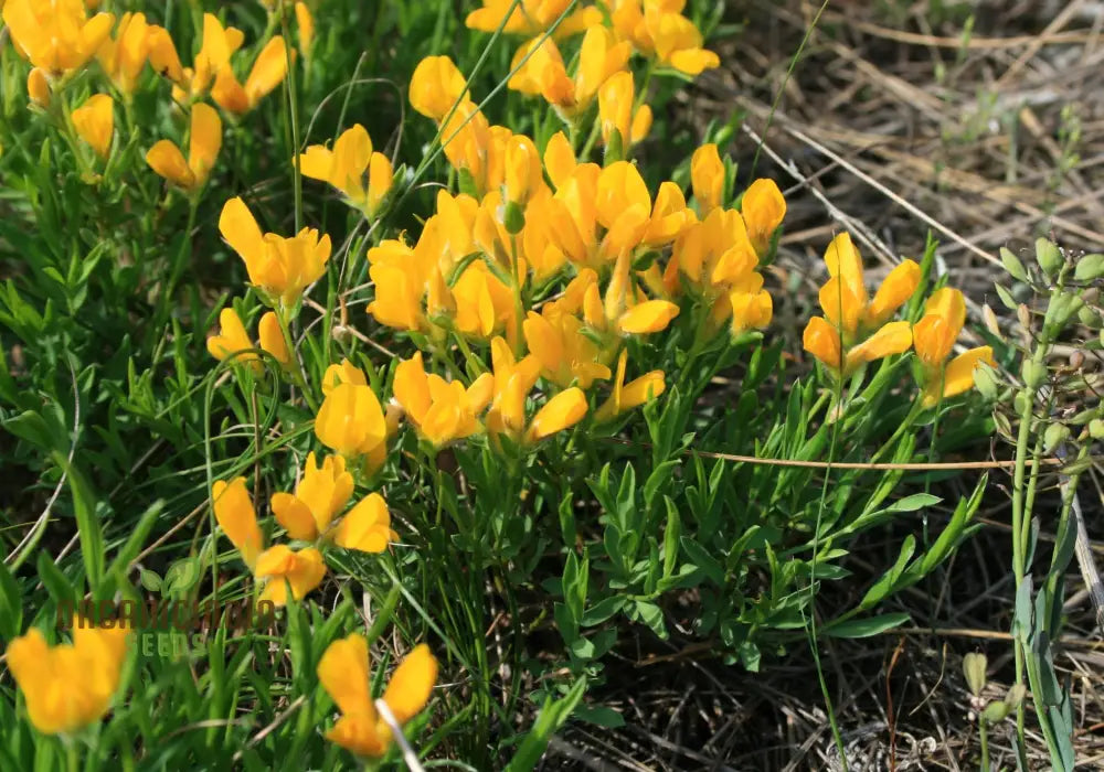 Genista Radiata Seeds - Stunning Yellow Blooms For Your Garden Borders And Landscapes Hardy Easy To