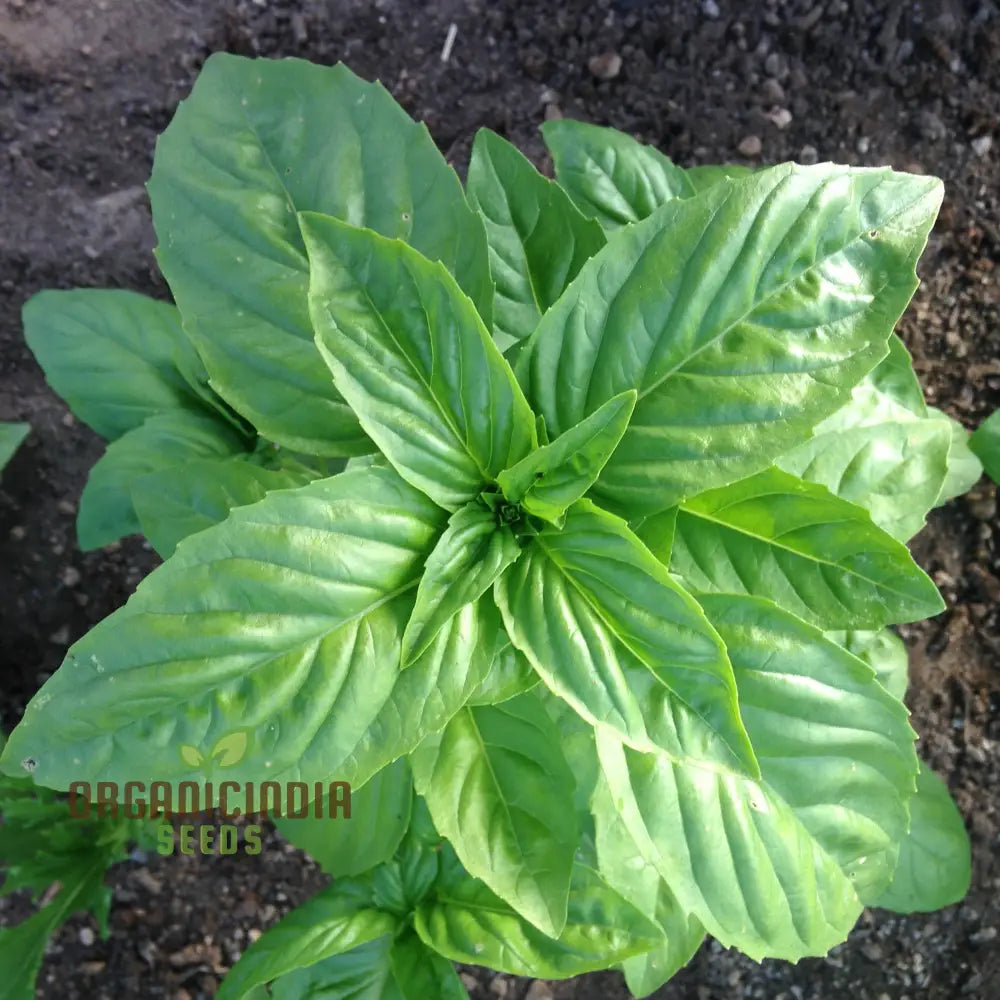 Genovese Basil - Premium Heirloom Seeds For Lush Herb Gardens | Grow Your Own Aromatic Plants