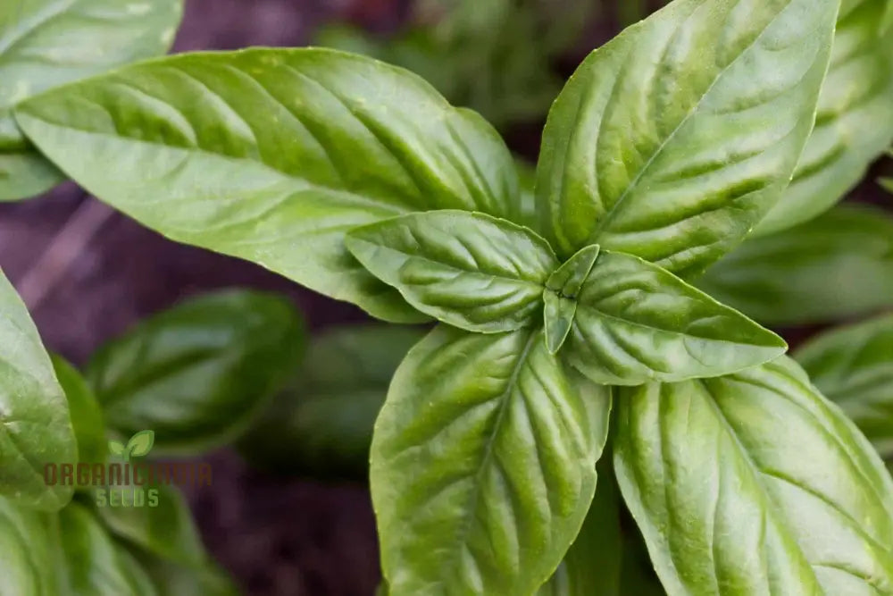 Genovese Basil - Premium Heirloom Seeds For Lush Herb Gardens | Grow Your Own Aromatic Plants