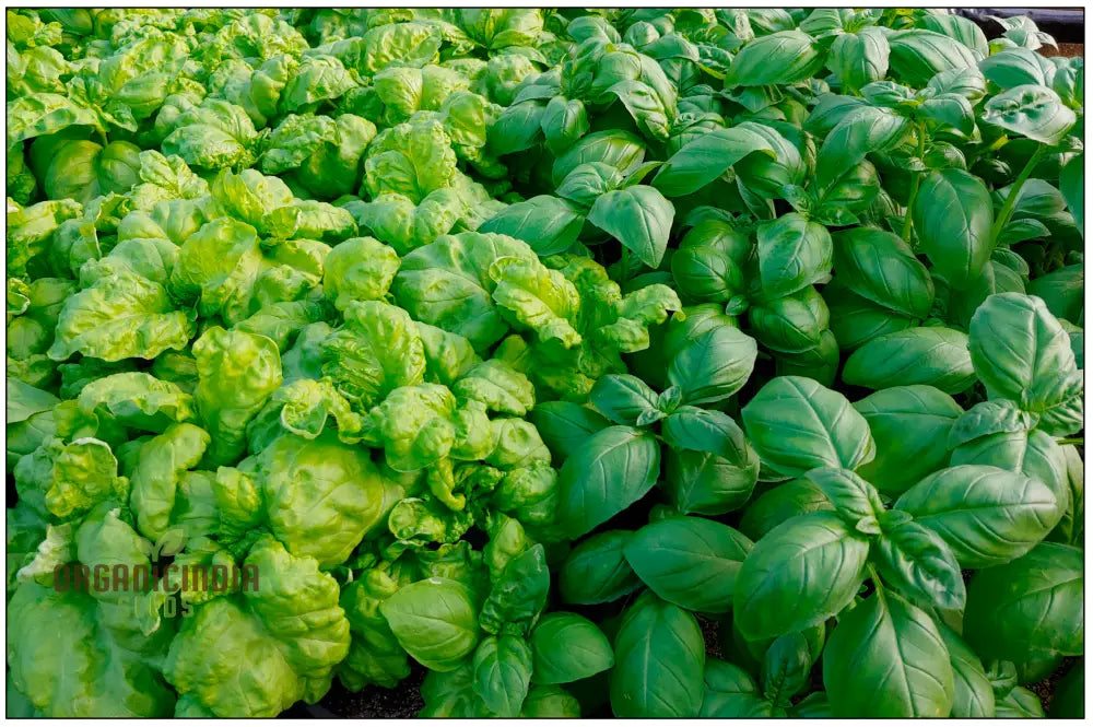 Genovese Basil - Premium Heirloom Seeds For Lush Herb Gardens | Grow Your Own Aromatic Plants