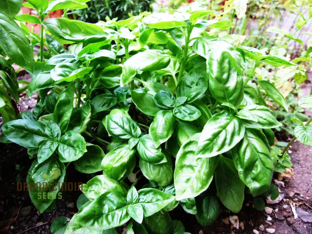 Genovese Basil - Premium Heirloom Seeds For Lush Herb Gardens | Grow Your Own Aromatic Plants