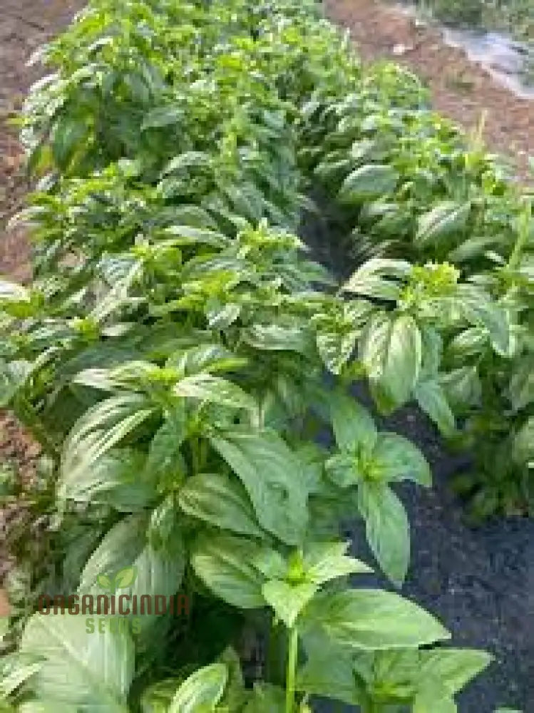 Genovese Basil - Premium Heirloom Seeds For Lush Herb Gardens | Grow Your Own Aromatic Plants