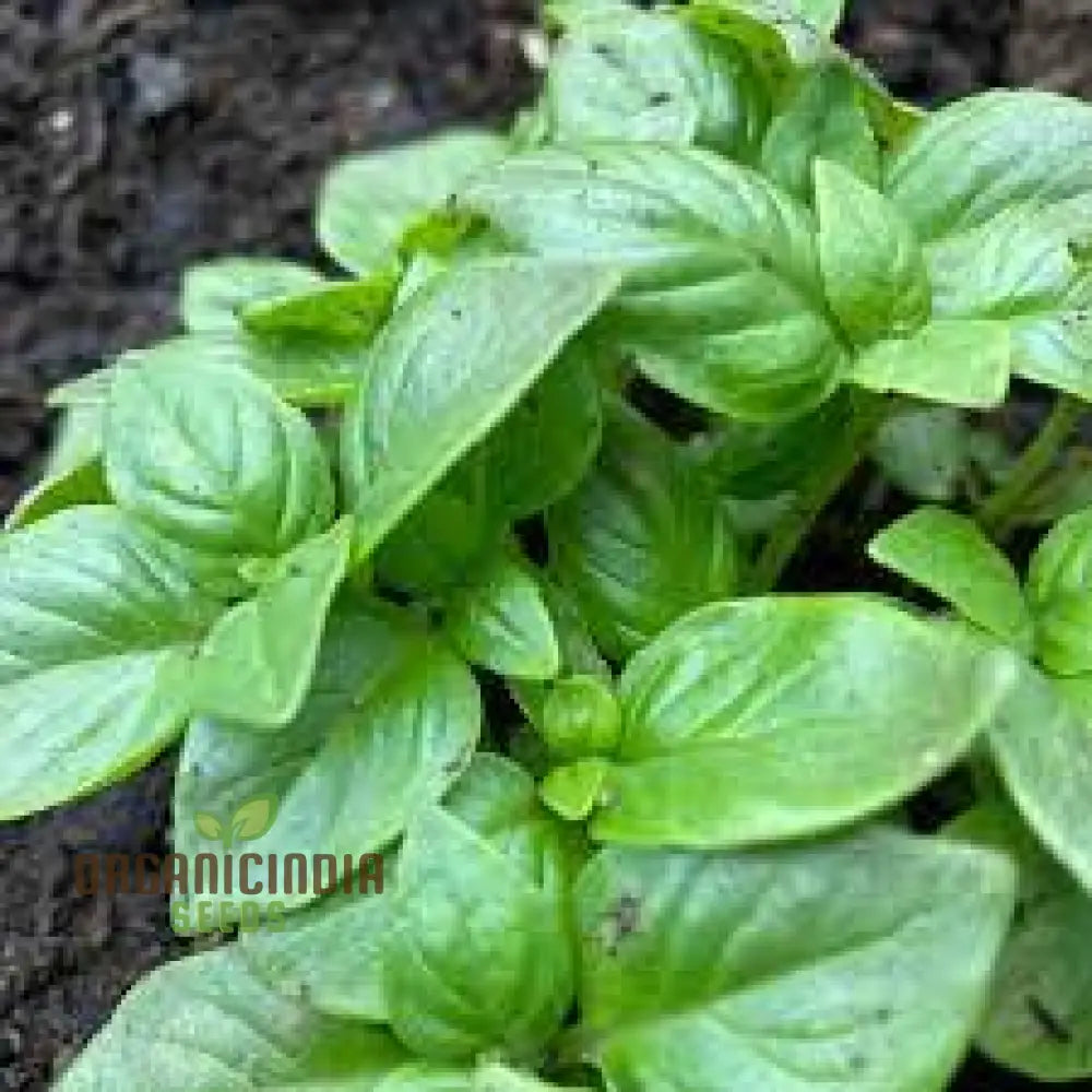 Genovese Basil - Premium Heirloom Seeds For Lush Herb Gardens | Grow Your Own Aromatic Plants