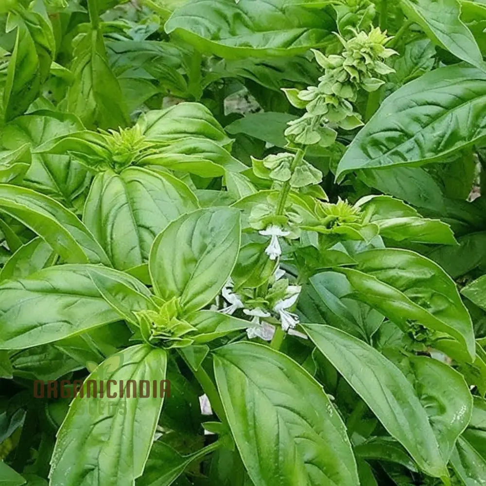 Genovese Basil Seeds - Aromatic Herb For Authentic Italian Cuisine Vegetable