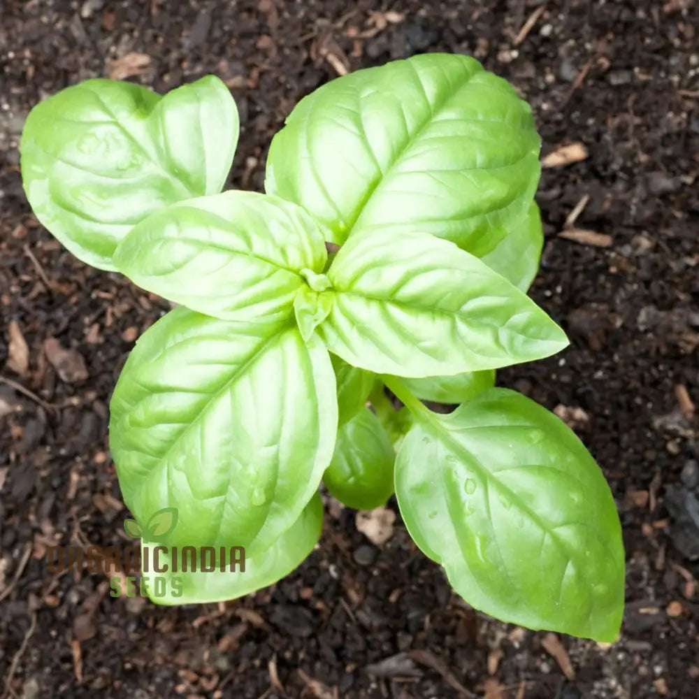 Genovese Basil Seeds - Aromatic Herb For Authentic Italian Cuisine Vegetable