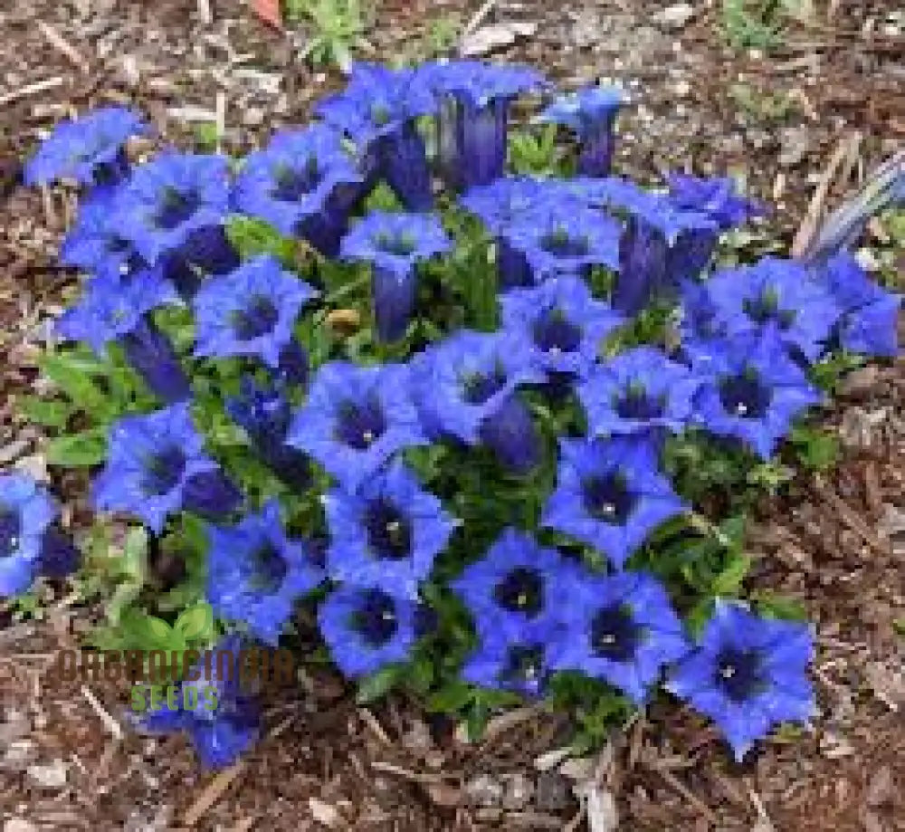 Gentiana Acaulis Flower Seeds For Planting: Rare Alpine Beauty For Your Garden - Explore Unique