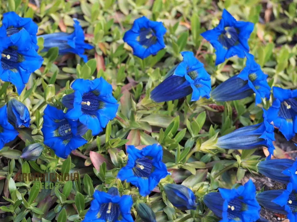 Gentiana Acaulis Flower Seeds For Planting: Rare Alpine Beauty For Your Garden - Explore Unique