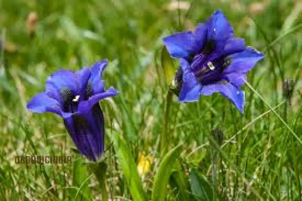 Gentiana Acaulis Flower Seeds For Planting: Rare Alpine Beauty For Your Garden - Explore Unique