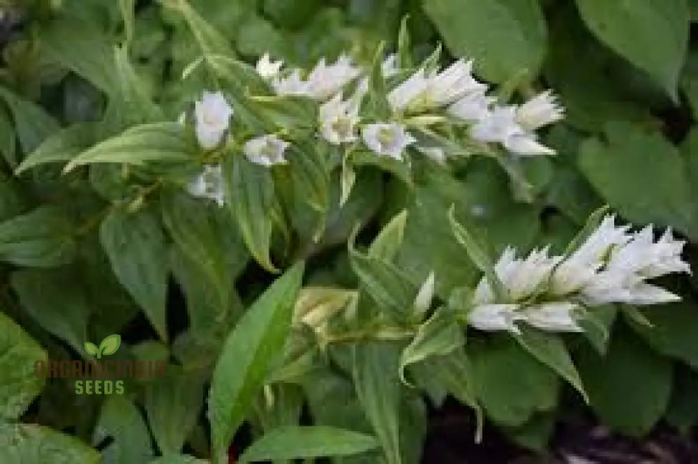 Gentiana Asclepiadea Alba Seeds For Planting - White Alpine Willow Gentian Hardy Perennial Flower