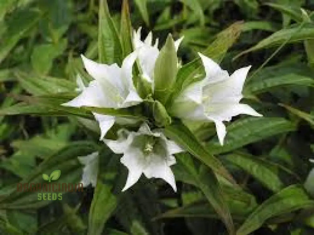 Gentiana Asclepiadea Alba Seeds For Planting - White Alpine Willow Gentian Hardy Perennial Flower