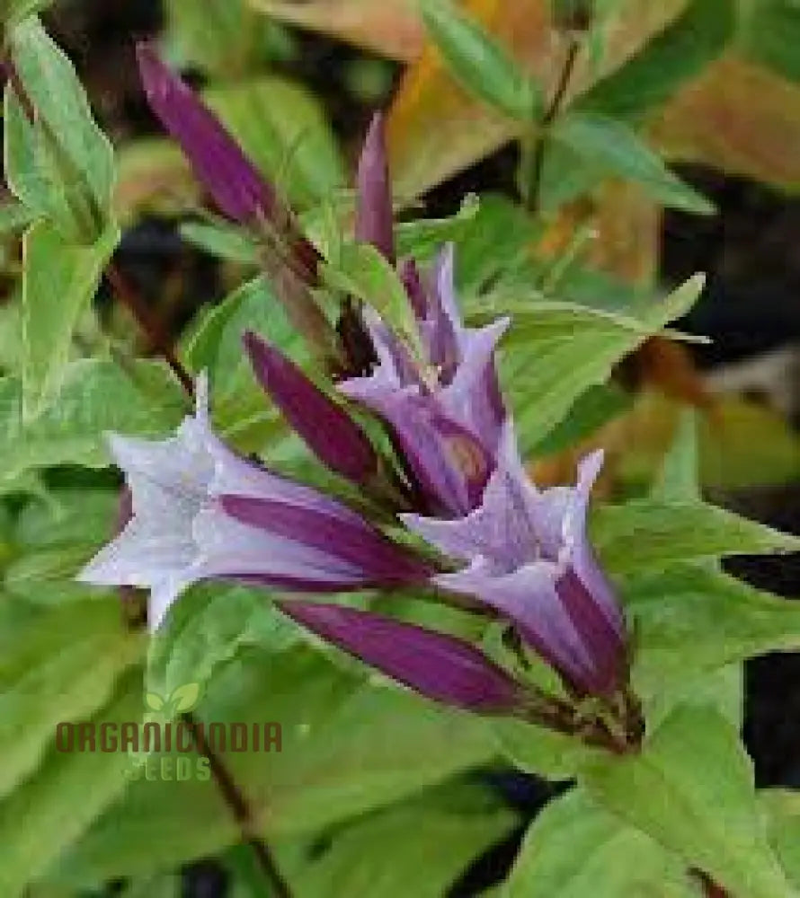 Gentiana Asclepiadea â€™Pink Cascadeâ€™ Seeds - Stunning Perennial For Shaded Gardens Ideal Adding