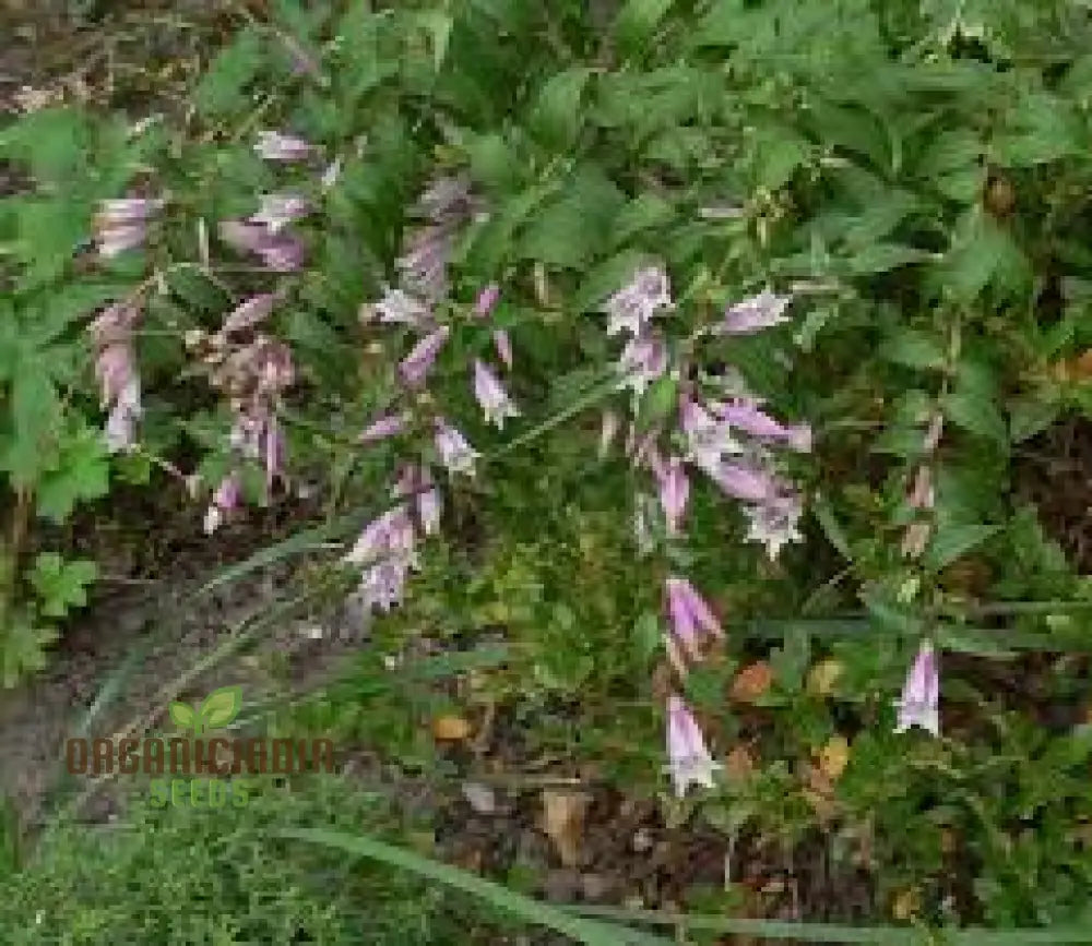 Gentiana Asclepiadea â€™Pink Cascadeâ€™ Seeds - Stunning Perennial For Shaded Gardens Ideal Adding