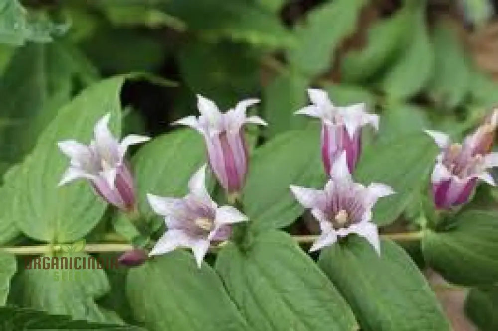 Gentiana Asclepiadea â€™Pink Cascadeâ€™ Seeds - Stunning Perennial For Shaded Gardens Ideal Adding