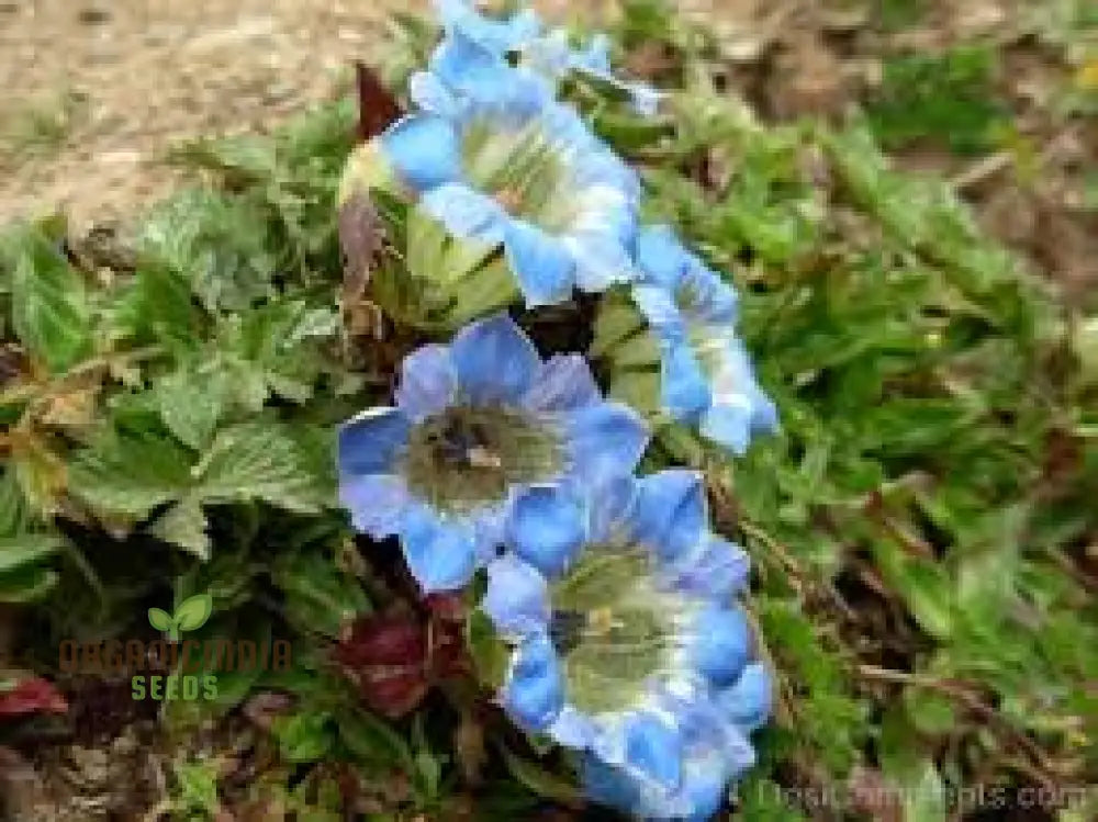 Gentiana Depressa Seeds For Alpine Garden Enthusiasts â€“ Perfect Adding Unique Blue Blooms To Your