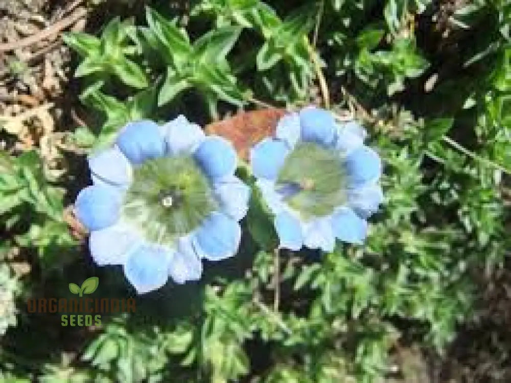 Gentiana Depressa Seeds For Alpine Garden Enthusiasts â€“ Perfect Adding Unique Blue Blooms To Your