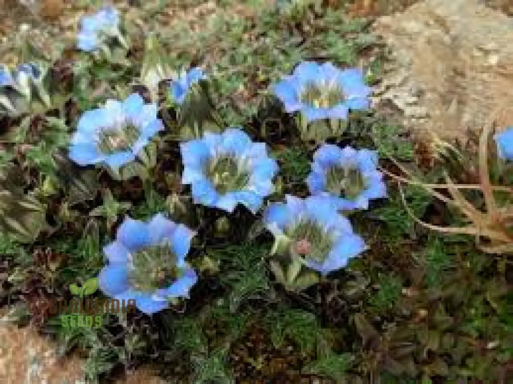 Gentiana Depressa Seeds For Alpine Garden Enthusiasts â€“ Perfect Adding Unique Blue Blooms To Your