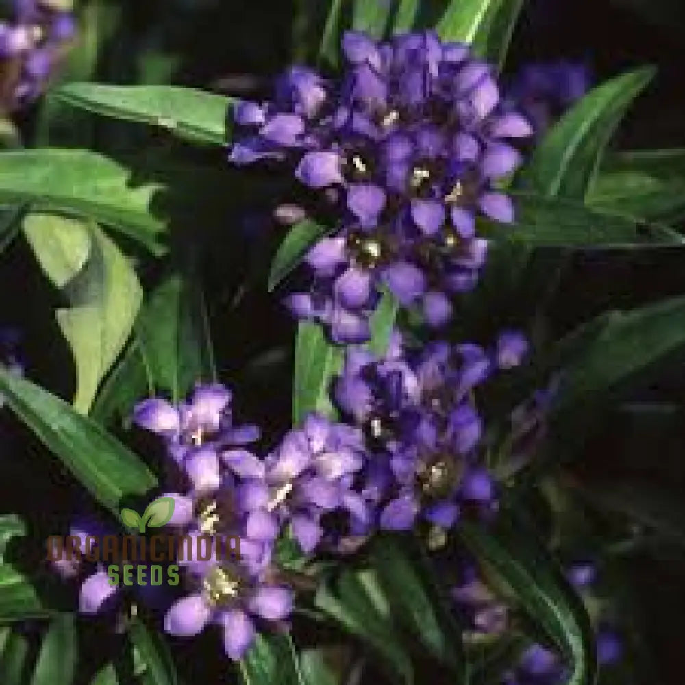 Gentiana Gracilipes Seeds Alpine For Garden Enthusiasts | Hardy Perennial With Blue Trumpet-Shaped