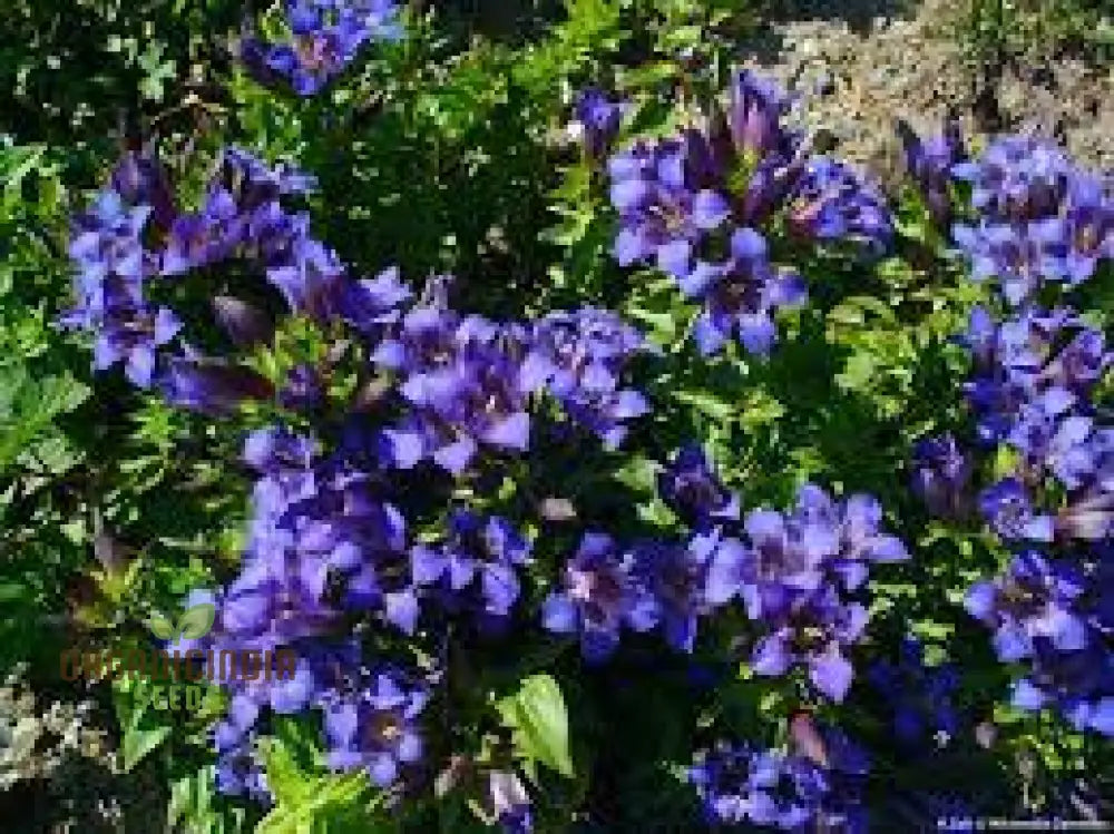 Gentiana Gracilipes Seeds Alpine For Garden Enthusiasts | Hardy Perennial With Blue Trumpet-Shaped