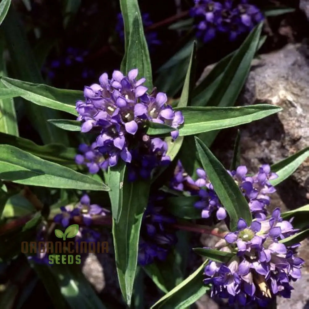 Gentiana Gracilipes Seeds Alpine For Garden Enthusiasts | Hardy Perennial With Blue Trumpet-Shaped