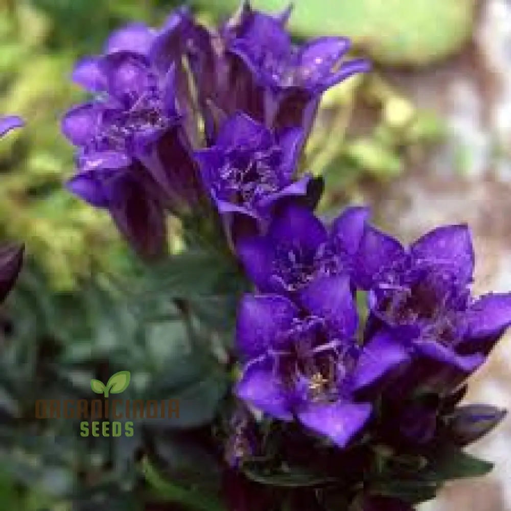 Gentiana Grossheimii Alpine Seeds - Exotic Blue Flowers For Mountain Gardens Hardy Perennial Seed