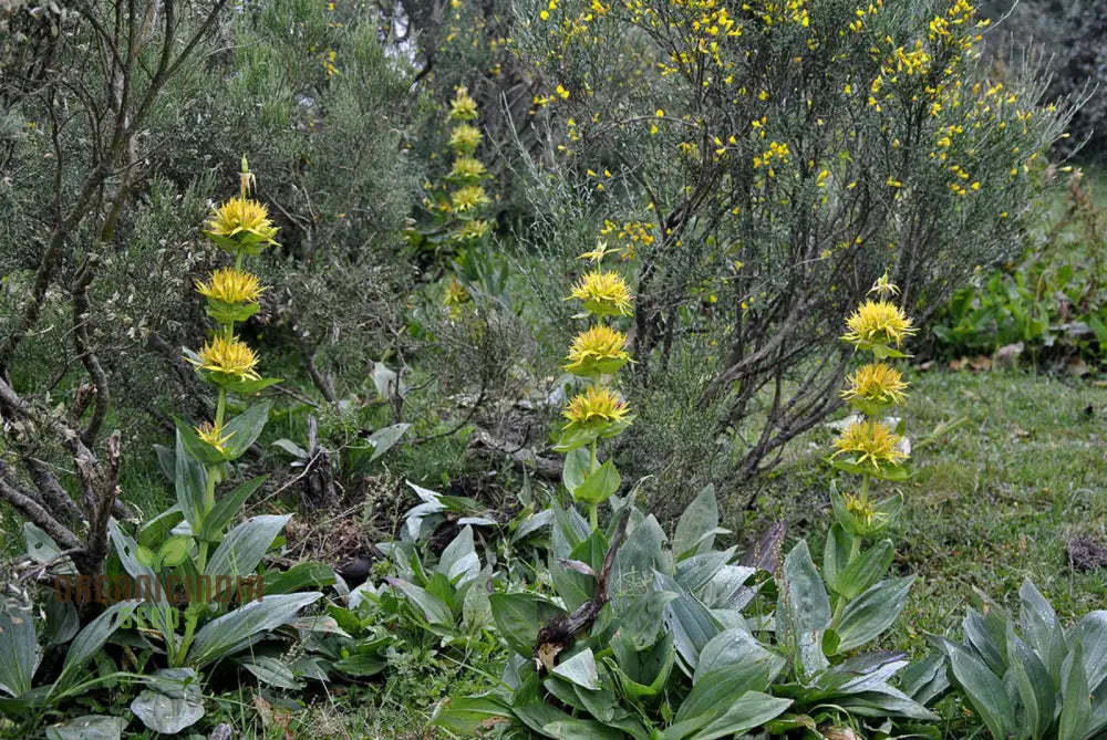 Gentiana Lutea Seeds For Planting: A Complete Guide To Growing And Caring For The Majestic Yellow