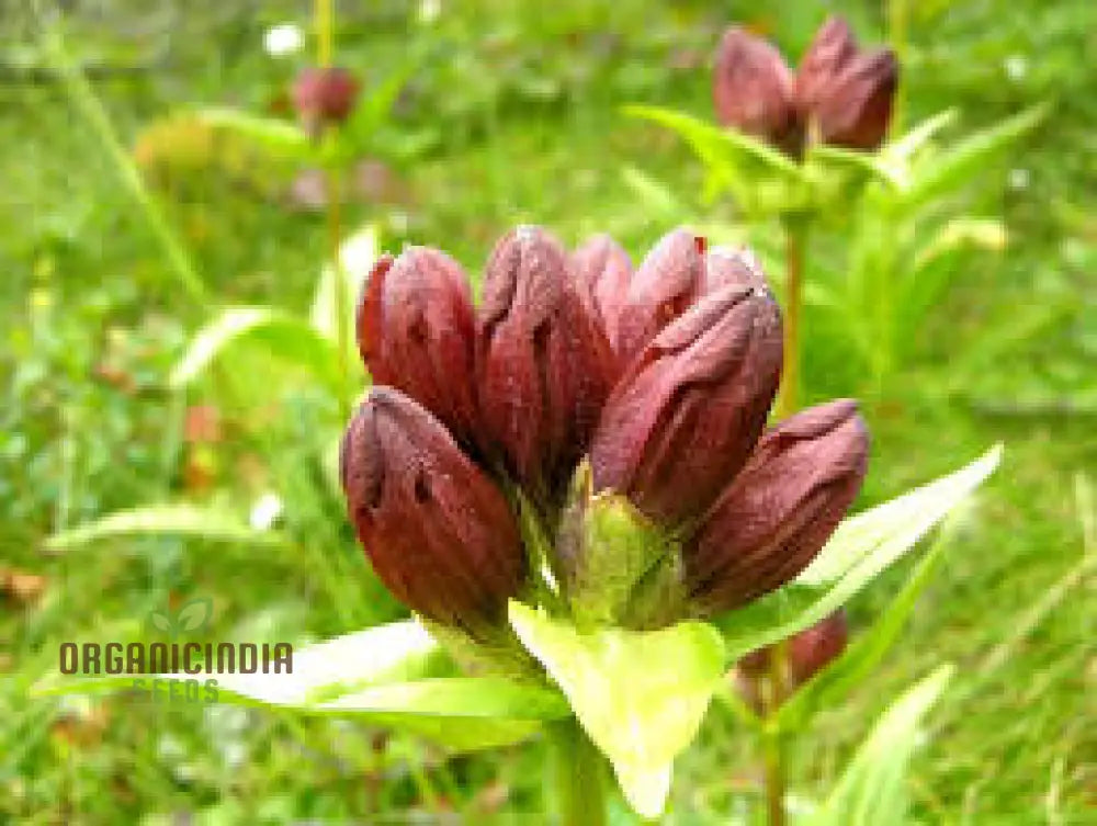 Gentiana Purpurea Seeds - The Ultimate Purple Garden Gem | Perfect For Adding Elegance And Vibrant