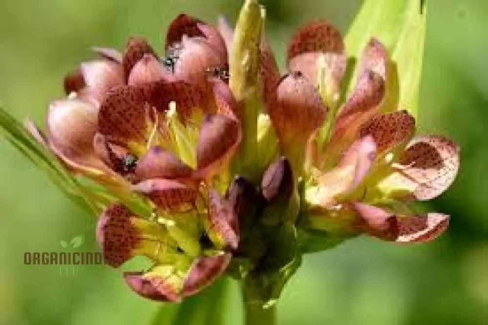 Gentiana Purpurea Seeds - The Ultimate Purple Garden Gem | Perfect For Adding Elegance And Vibrant