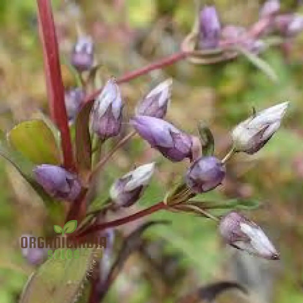 Gentianella Species Seeds - Perfect For Gardening Enthusiasts | Unique Colorful Blooms Your Garden