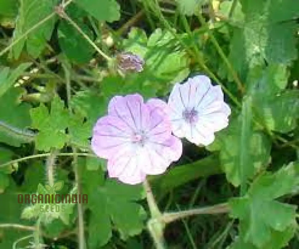 Geranium Albanum Seeds - Perfect For Gardening Enthusiasts | Beautiful Blooms Your Garden Oasis