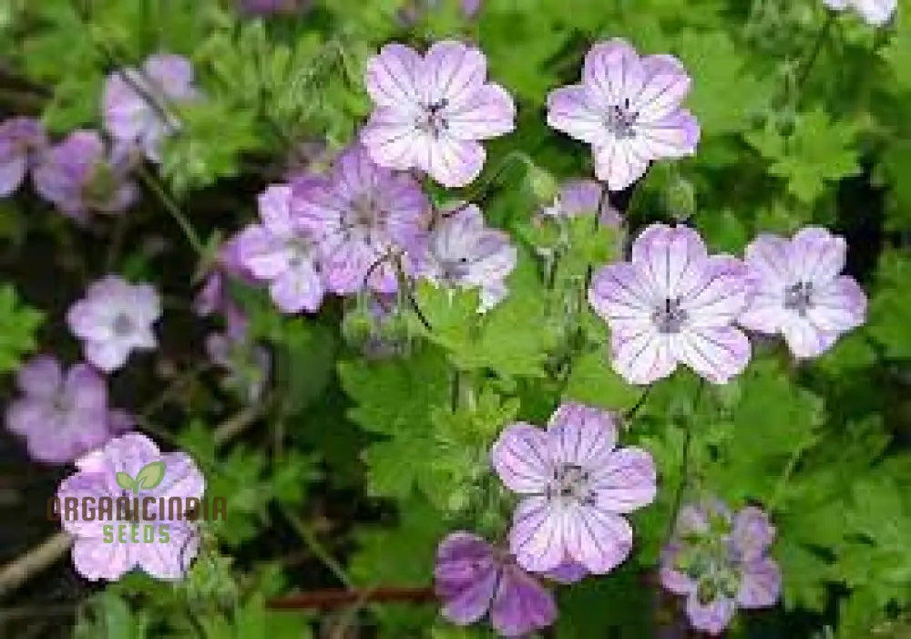 Geranium Albanum Seeds - Perfect For Gardening Enthusiasts | Beautiful Blooms Your Garden Oasis