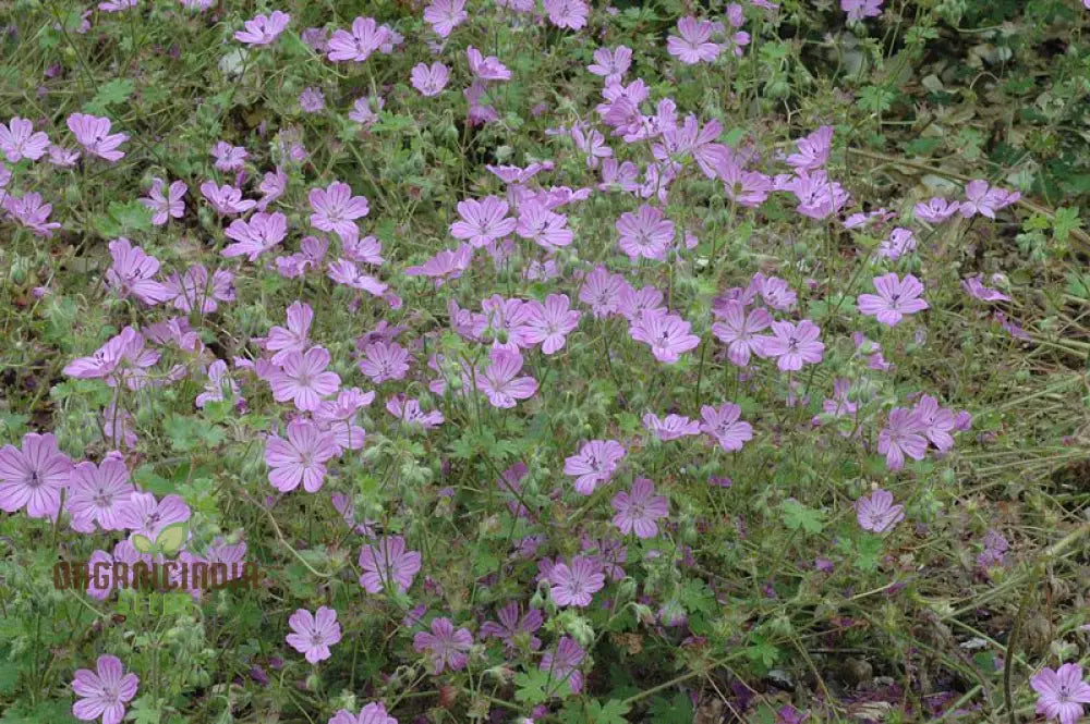 Geranium Albanum Seeds - Perfect For Gardening Enthusiasts | Beautiful Blooms Your Garden Oasis