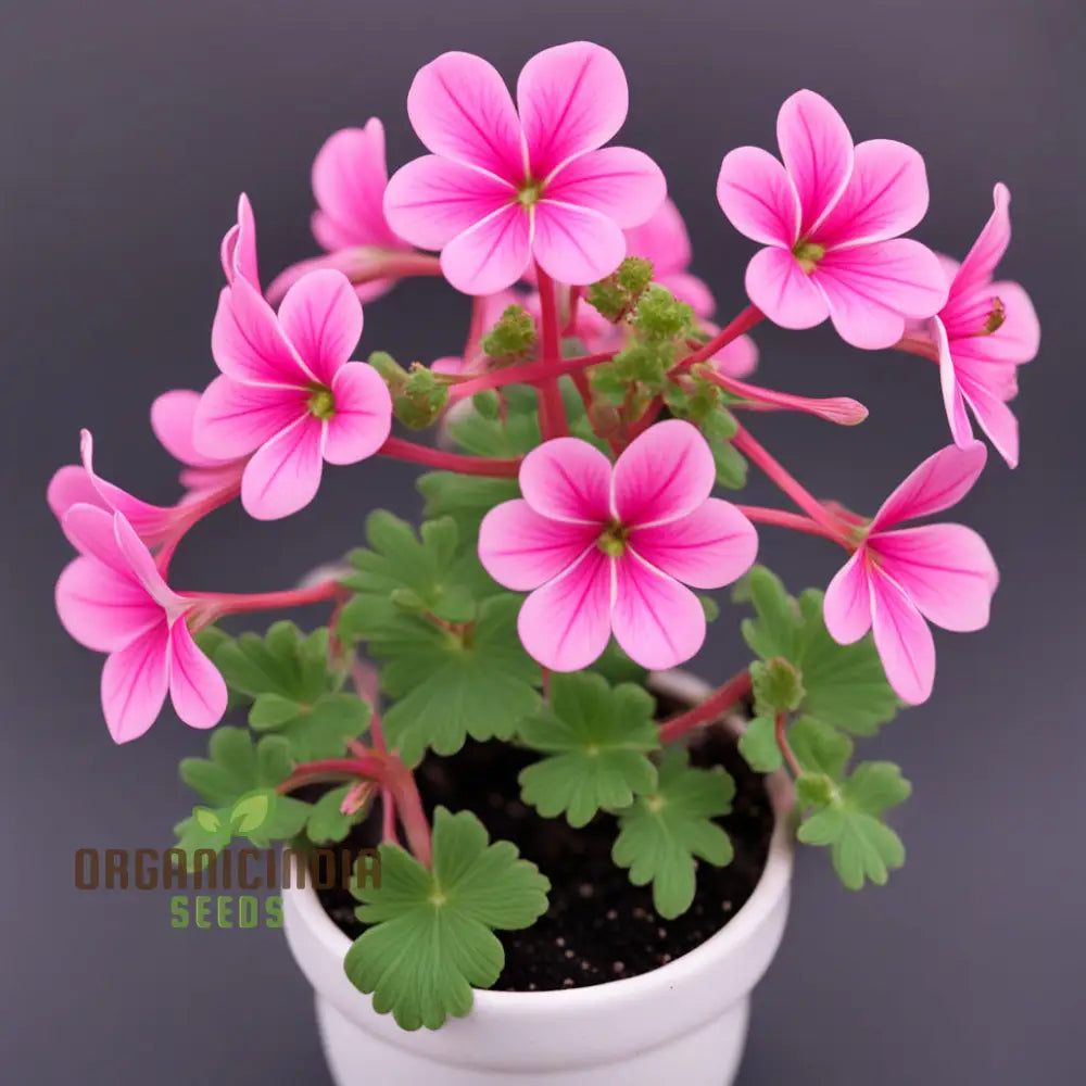 Geranium Flower Garden Seeds â€“ Elevate Your Annual Gardening Experience With Pelargonium Hortorum