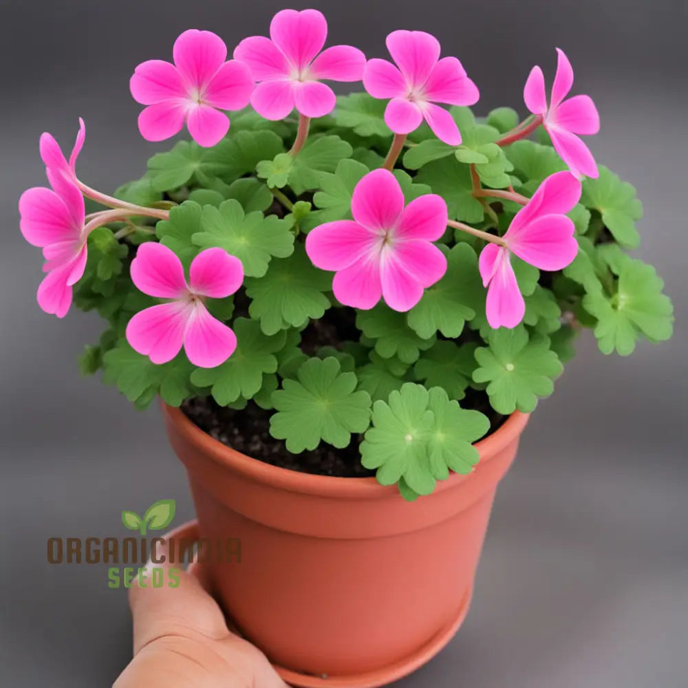 Geranium Flower Garden Seeds – Elevate Your Annual Gardening Experience With Pelargonium Hortorum