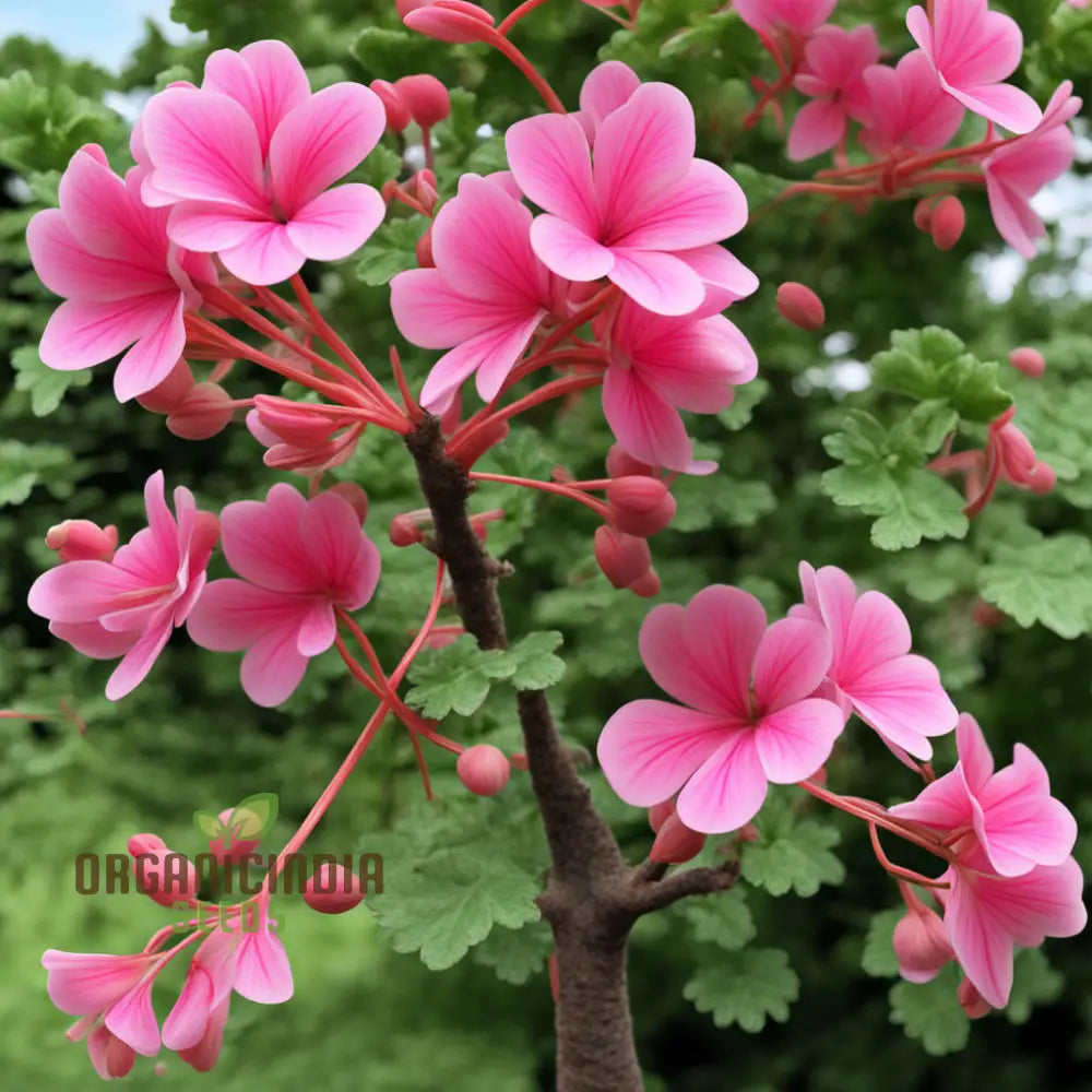 Geranium Flower Garden Seeds – Elevate Your Annual Gardening Experience With Pelargonium Hortorum