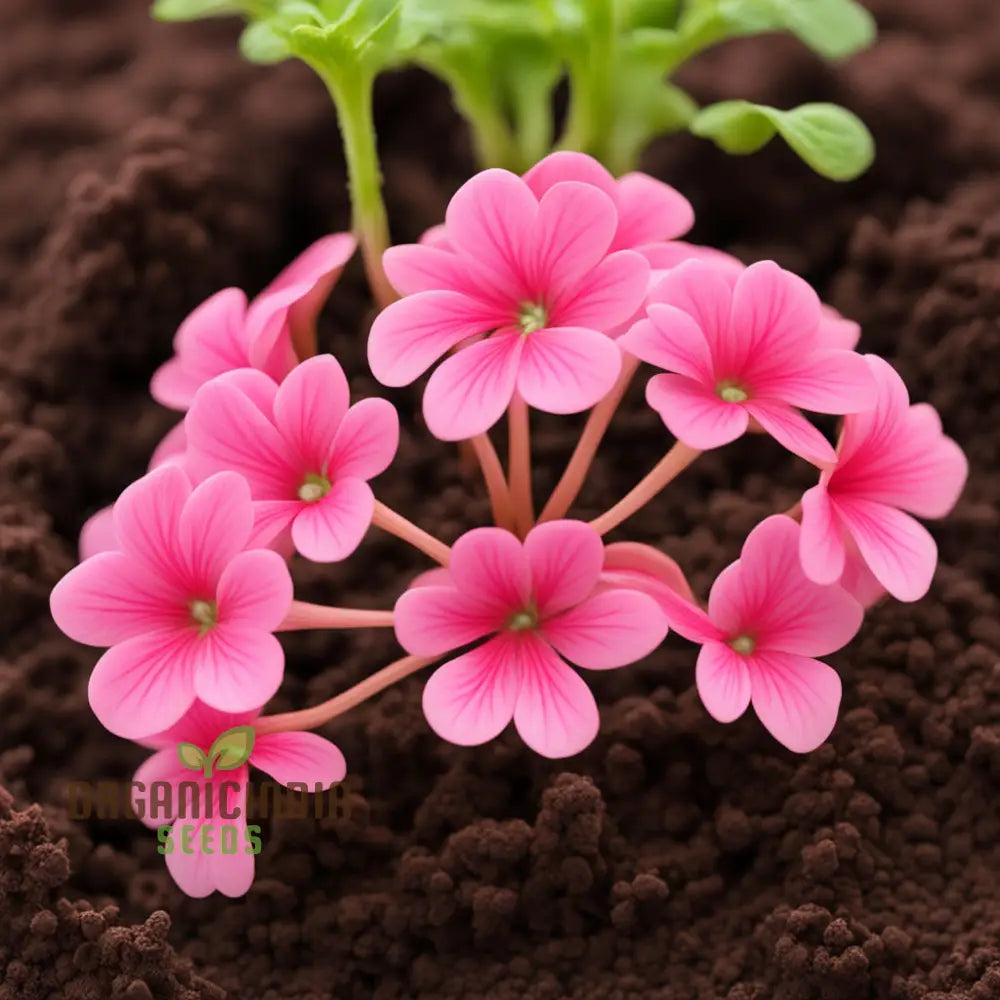 Geranium Flower Garden Seeds – Elevate Your Annual Gardening Experience With Pelargonium Hortorum