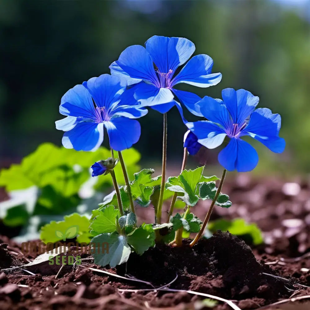 Geranium Flower Seeds - Bursting With Color And Fragrance Premium Quality For Vibrant Gardens