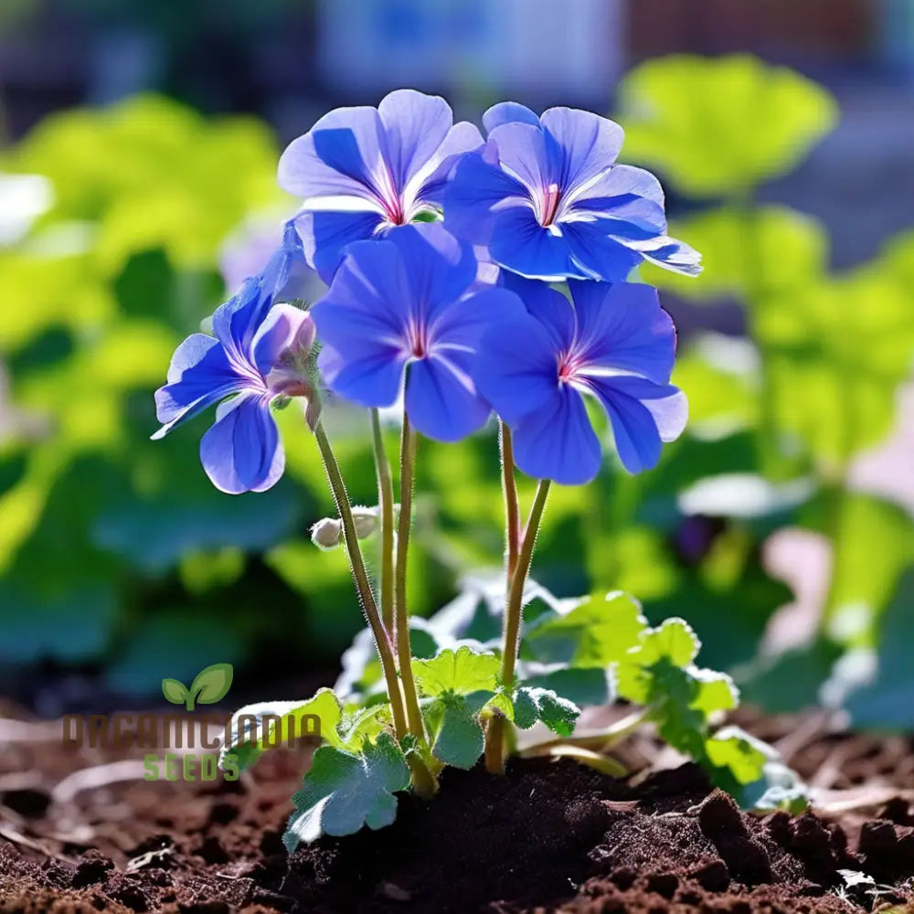 Geranium Flower Seeds - Bursting With Color And Fragrance Premium Quality For Vibrant Gardens