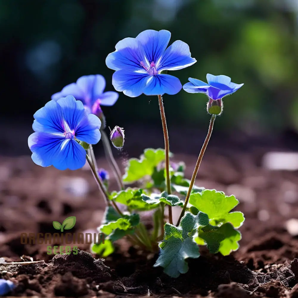 Geranium Flower Seeds - Bursting With Color And Fragrance Premium Quality For Vibrant Gardens