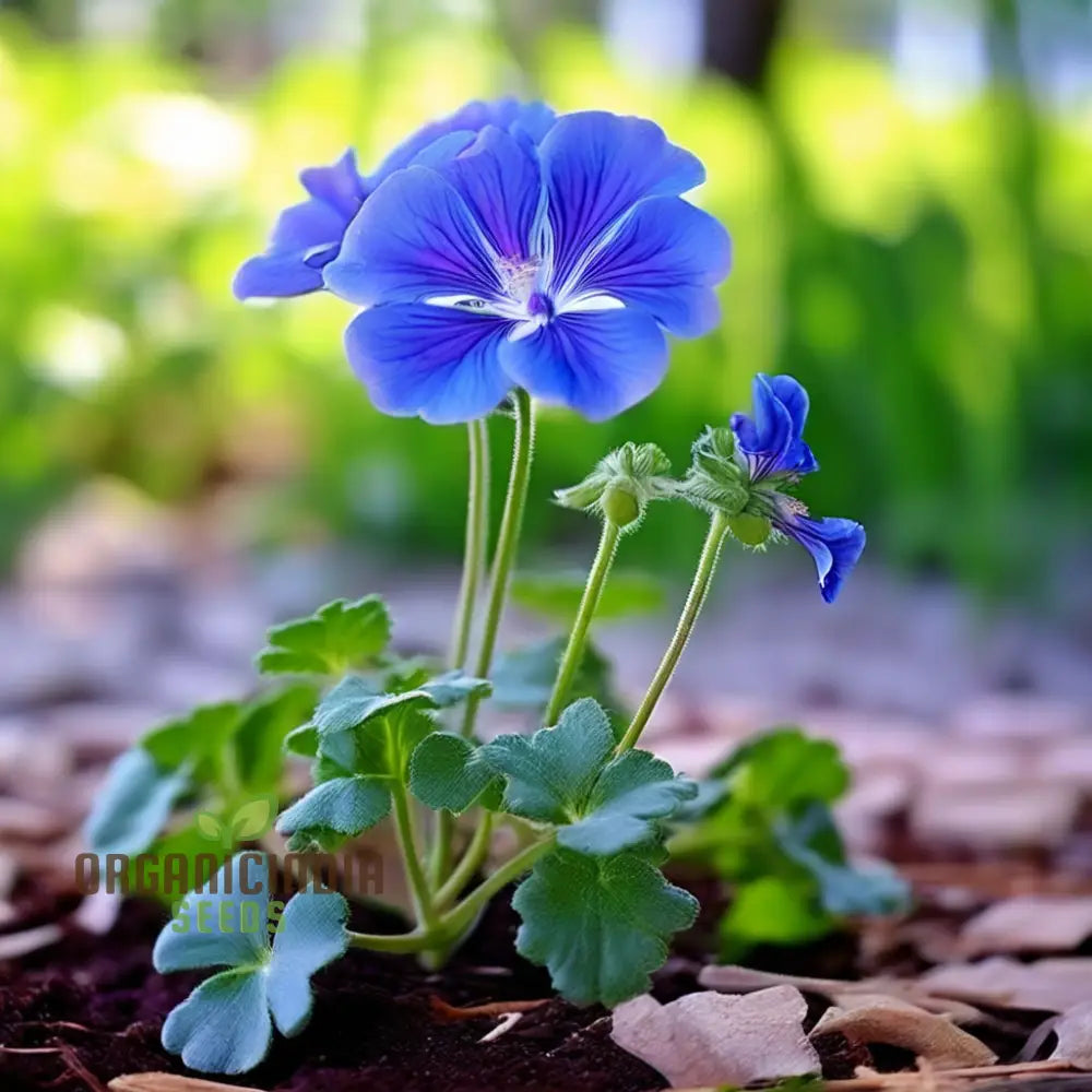 Geranium Flower Seeds - Bursting With Color And Fragrance Premium Quality For Vibrant Gardens