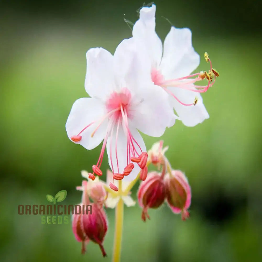 Geranium Macrorrhizum Flower Seeds Fragrant And Hardy Blooms Easy-To-Grow Varieties For A Lush