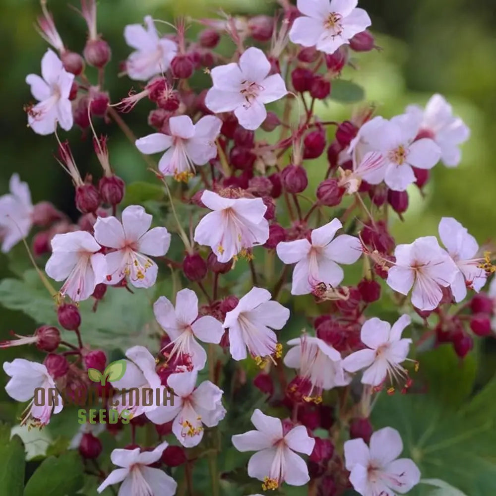 Geranium Macrorrhizum Flower Seeds Fragrant And Hardy Blooms Easy-To-Grow Varieties For A Lush