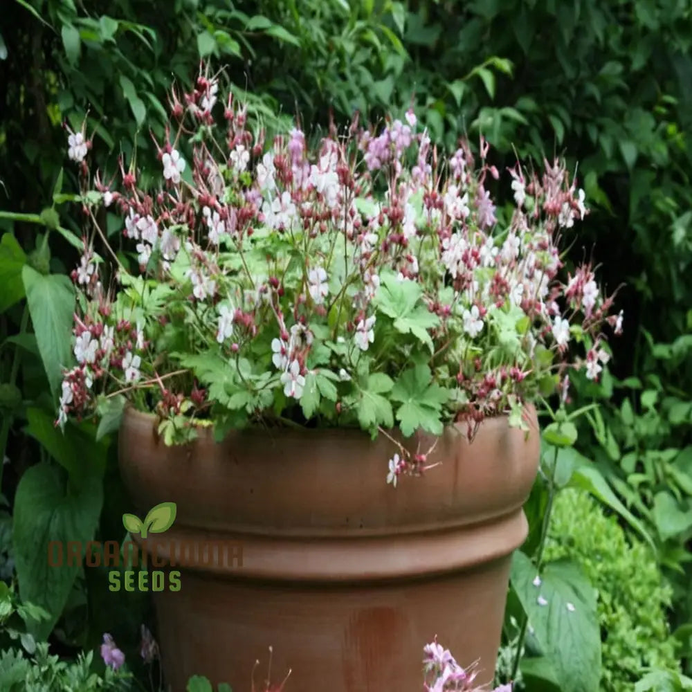 Geranium Macrorrhizum Flower Seeds Fragrant And Hardy Blooms Easy-To-Grow Varieties For A Lush