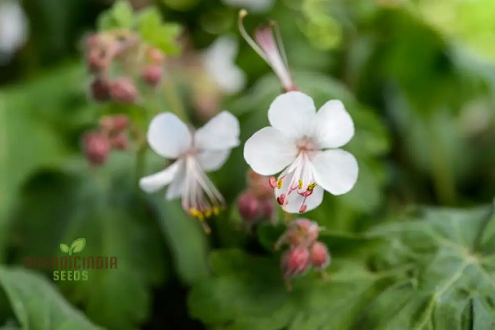 Geranium Macrorrhizum Seeds - Vibrant Perennial For Your Garden | Premium Quality Blooms And