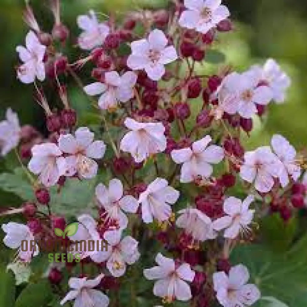 Geranium Macrorrhizum Seeds - Vibrant Perennial For Your Garden | Premium Quality Blooms And