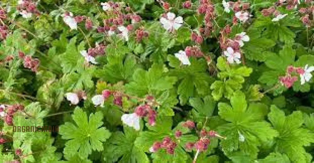 Geranium Macrorrhizum Seeds - Vibrant Perennial For Your Garden | Premium Quality Blooms And