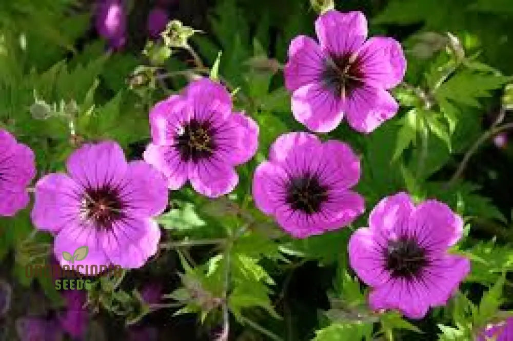 Geranium Ocellatum Seeds: Hardy Perennial For Vibrant Garden Beds And Borders | Gardening