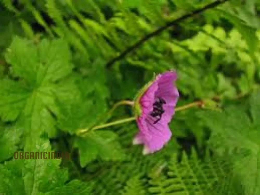 Geranium Ocellatum Seeds: Hardy Perennial For Vibrant Garden Beds And Borders | Gardening