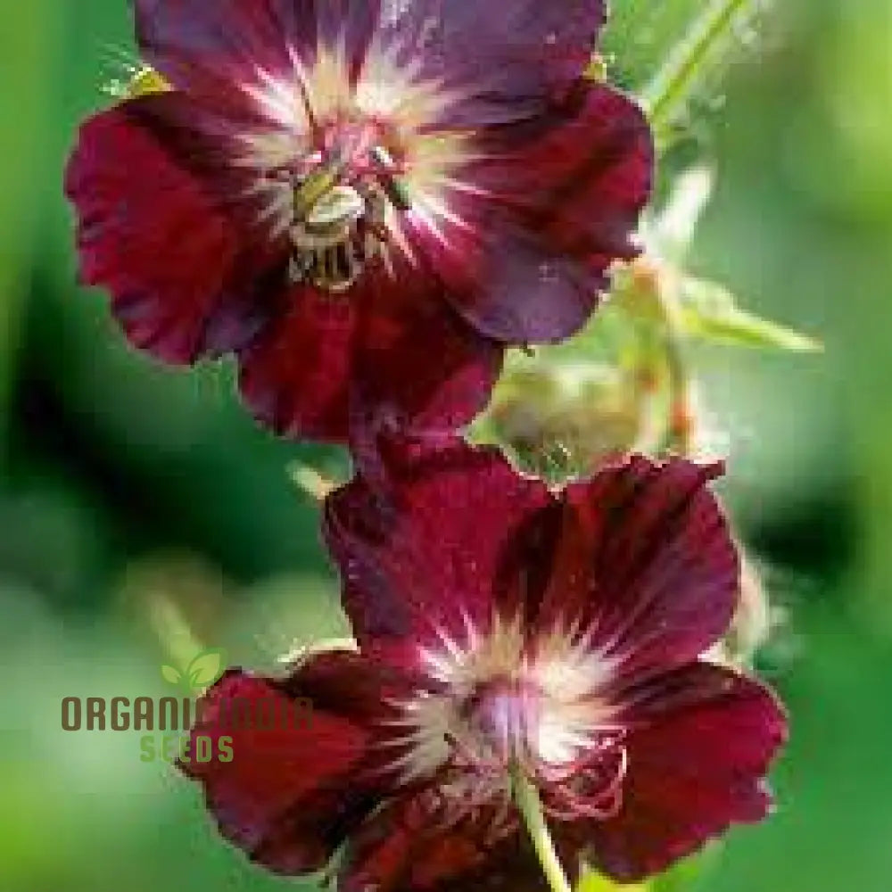 Geranium Phaeum Seeds Gardenerâ€™s Delight: Elegant Shade-Loving Cranesbill For Your Tranquil Garden