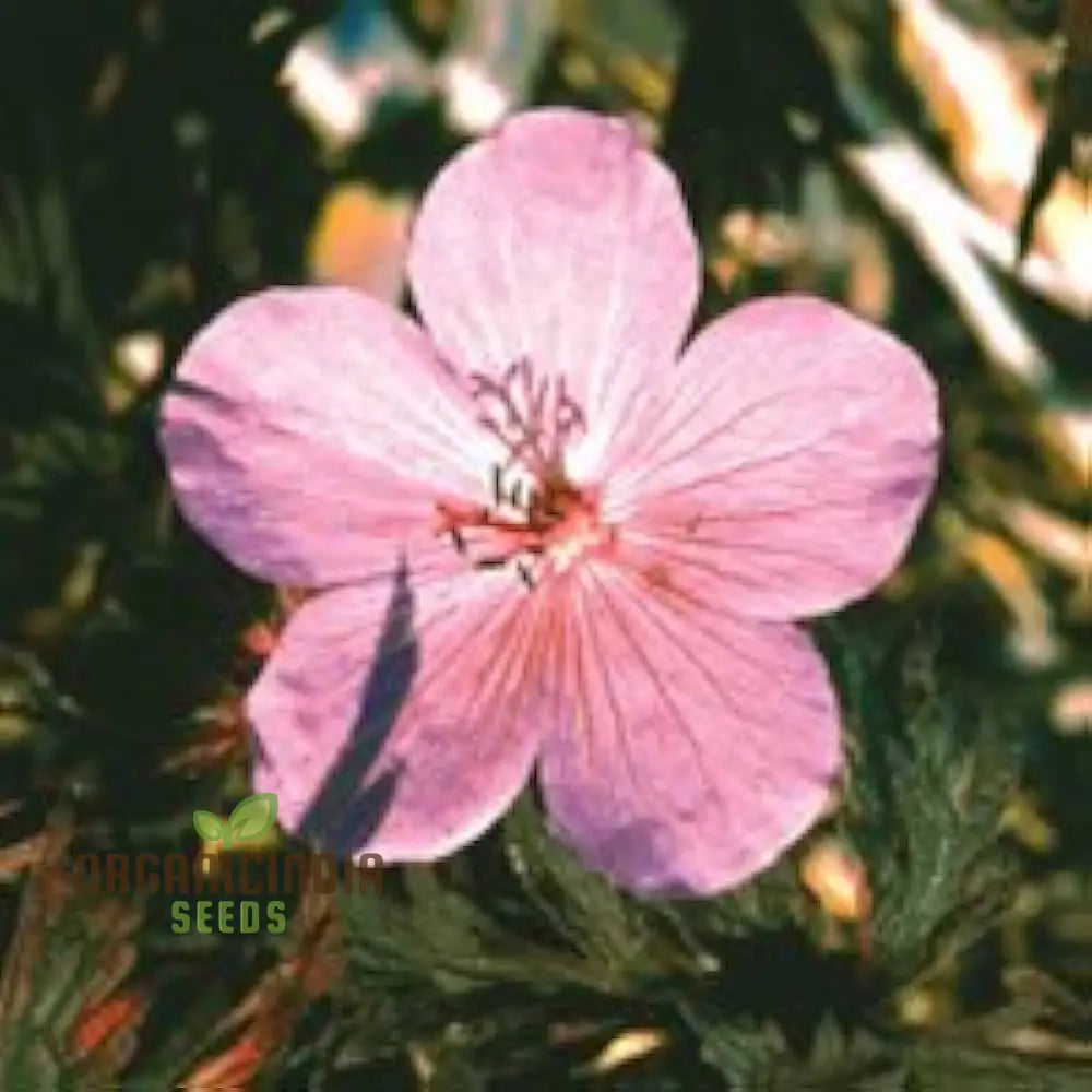 Geranium Pratense â€™Pink Ghostâ€™ Seeds - Stunning Perennial For Enchanting Gardens And Flowerbeds