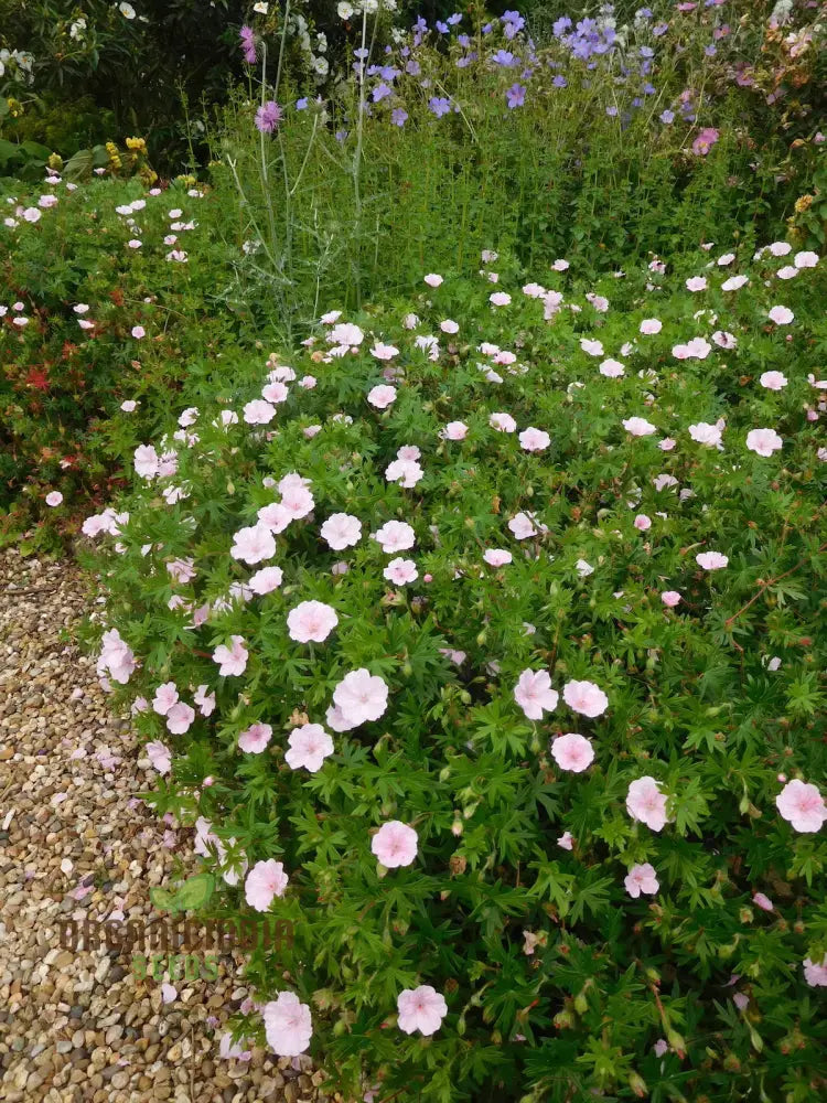 Geranium Pratense â€™Pink Ghostâ€™ Seeds - Stunning Perennial For Enchanting Gardens And Flowerbeds